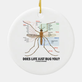 Ornamento De Cerâmica A vida apenas desinseta-o? (Anatomia do mosquito)