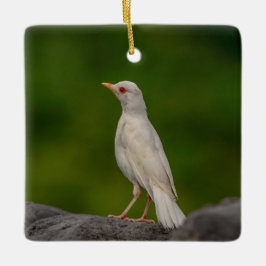 Ornamento De Cerâmica Albino Robin em Crown Point