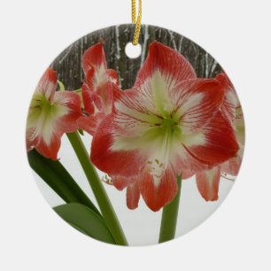 Ornamento De Cerâmica Amaryllis na Neve Vermelha Floral de Férias de Inv