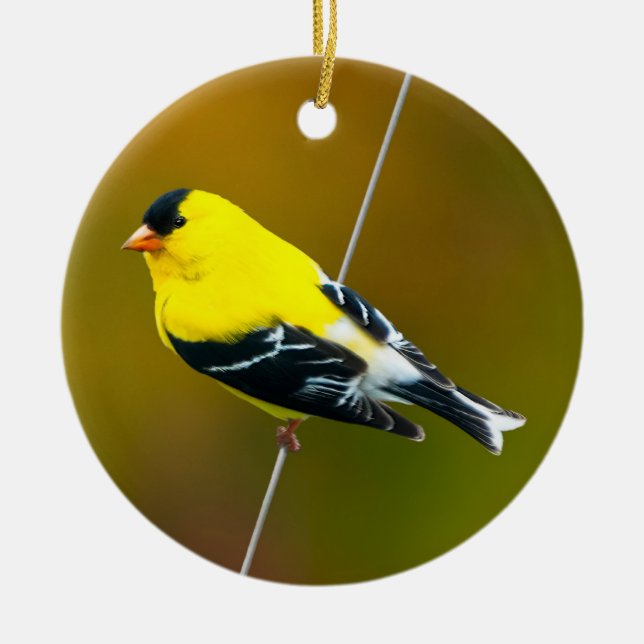 Ornamento De Cerâmica American Goldfinch - Fotografia original (Frente)