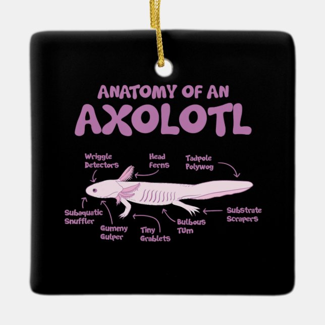Ornamento De Cerâmica anatomia de uma ciência da biologia axolotl. (Frente)