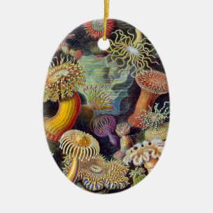 Ornamento De Cerâmica Anêmona-do-Mar Natureza Científica Oceano