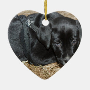 Ornamento De Cerâmica Angus