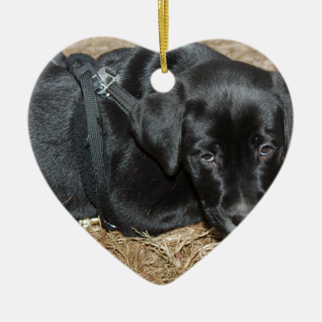 Ornamento De Cerâmica Angus (Frente)