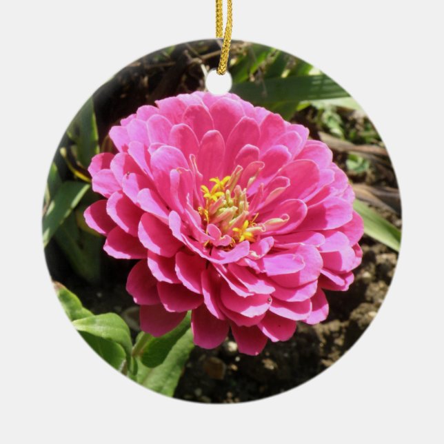 Ornamento De Cerâmica Aniversário Personalizado da Zinnia Rosa (Frente)