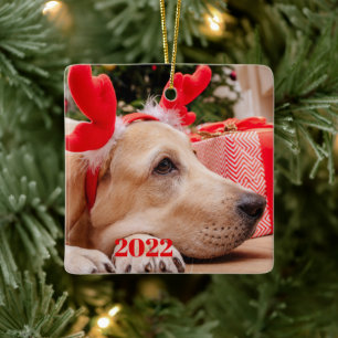 Ornamento De Cerâmica Ano de Natal de Duas Pet Photo