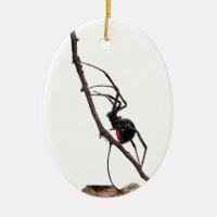 Aranha de Viúva Negra, Gótica, Natureza, Aracnofob