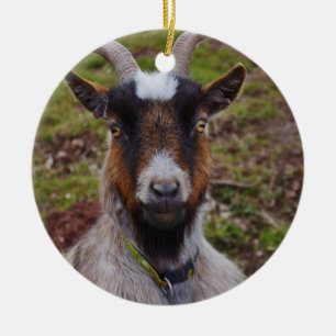 Ornamento De Cerâmica Ascendente próximo da cabra