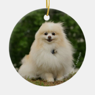 Ornamento De Cerâmica Assento de Pomeraning