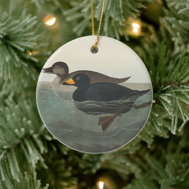 Ornamento De Cerâmica Audubon American Scoter Duck Classic (Árvore)
