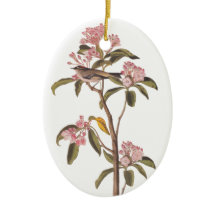 Ave-Mistério de Audubon Cuvier