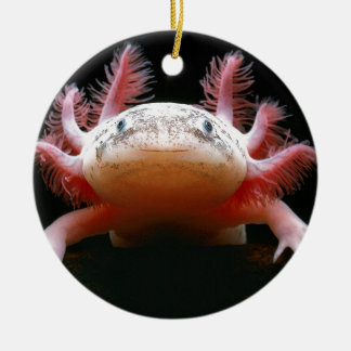 Ornamento De Cerâmica Axolotl Axolotl.png