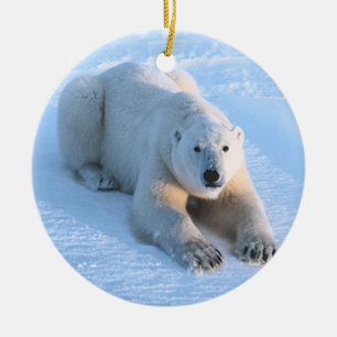 Ornamento De Cerâmica Azul do urso polar