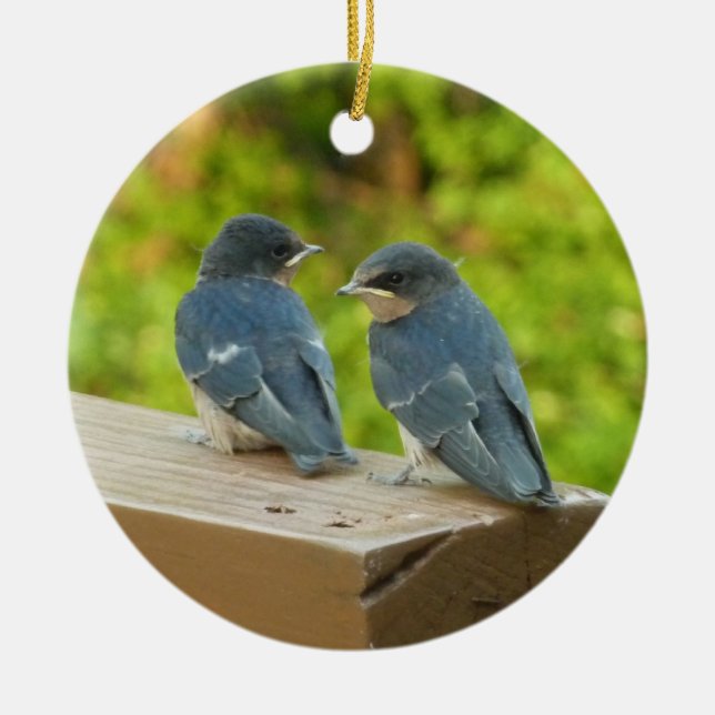 Ornamento De Cerâmica Baby Barn Swallow Nature Bird Foto (Frente)