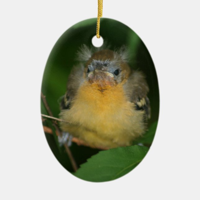 Ornamento De Cerâmica Baby Oriole Bird (Frente)