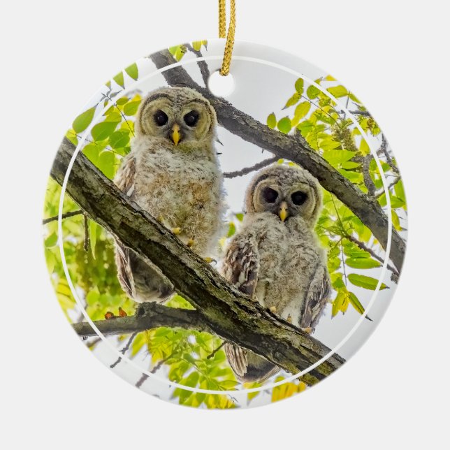 Ornamento De Cerâmica Barred Owlets Springtime (Frente)
