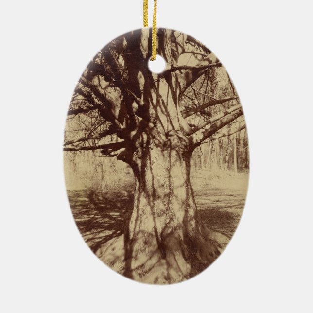 Ornamento De Cerâmica Beech Tree (por Eugène Atget) (Verso)