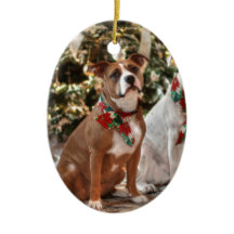 Bela salvação de Natal Pitbull e Boi Cão da Améric