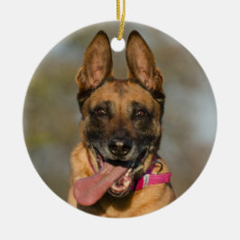 Ornamento De Cerâmica Belgian Malinois Puppy Dog