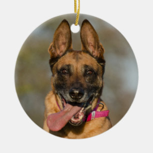Ornamento De Cerâmica Belgian Malinois Puppy Dog