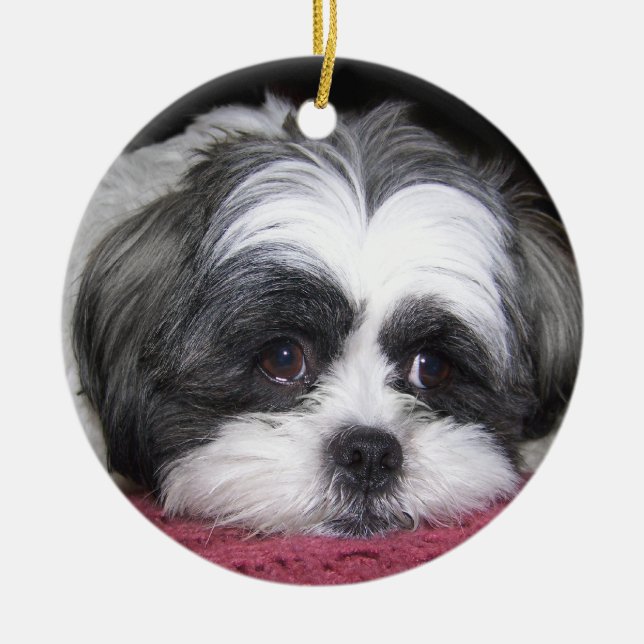 Ornamento De Cerâmica Belle o cão de Shih Tzu (Frente)