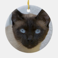 Belo Ponto de Selo Gato Siamês