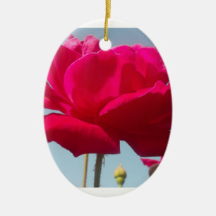 Ornamento De Cerâmica Belo Rosa Celestial Vermelho Belo Contra Azul