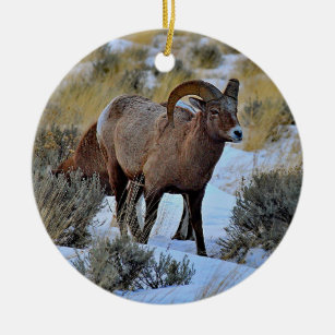 Ornamento De Cerâmica Bighorn Sheep Snow Foto