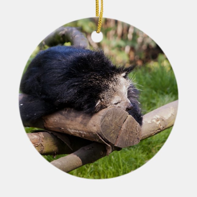 Ornamento De Cerâmica Binturong dormindo (Frente)