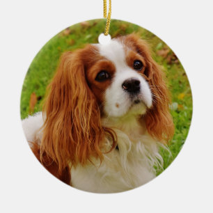 Ornamento De Cerâmica Blenheim Cavalier King Charles Spaniel em Grass