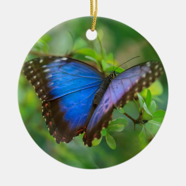 Ornamento De Cerâmica Blue Butterfly Ceramic Ornament (Frente)