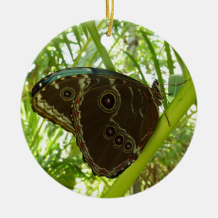 Ornamento De Cerâmica Blue Morpho Butterfly - Fotografia da natureza tro
