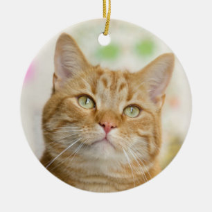 Ornamento De Cerâmica Bonito Tabby Laranja Feche