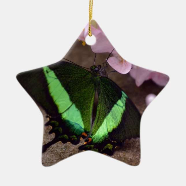 Ornamento De Cerâmica Borboleta (Frente)