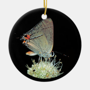 Ornamento De Cerâmica Borboleta Hairstreak cinza