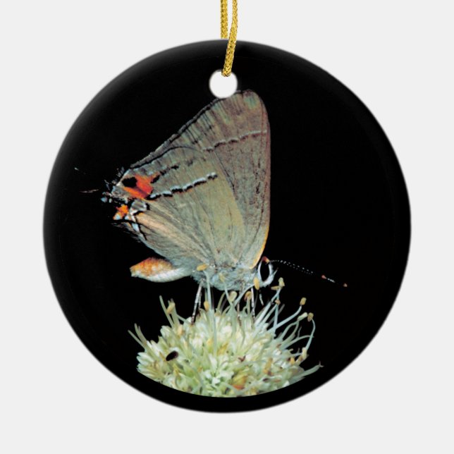 Ornamento De Cerâmica Borboleta Hairstreak cinza (Frente)