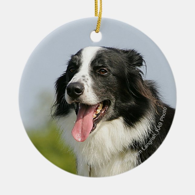 Ornamento De Cerâmica Border collie que arfa estar (Frente)