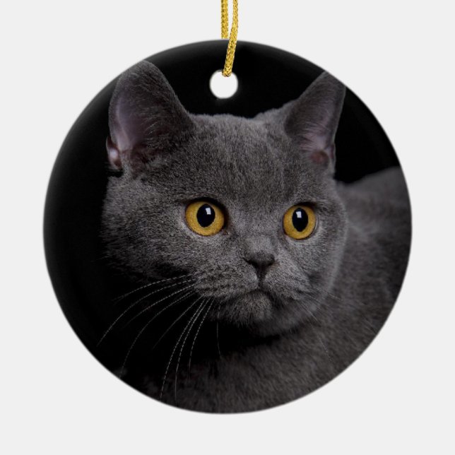 Ornamento De Cerâmica British Shorthair Ornament (Frente)