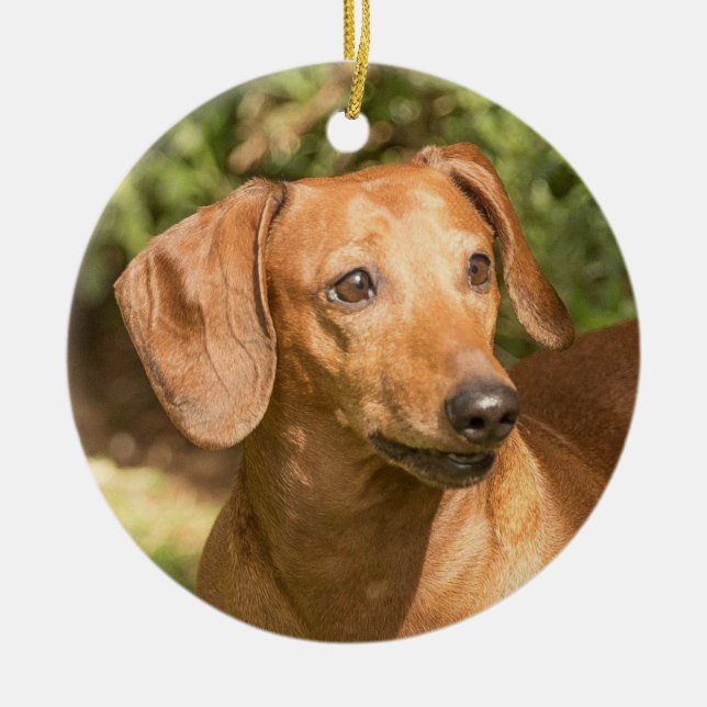 Ornamento De Cerâmica Brown Dachshund Doxie Dog (Frente)