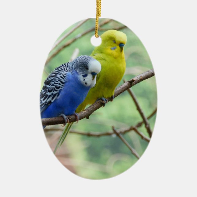 Ornamento De Cerâmica Budgie maravilhoso (Frente)