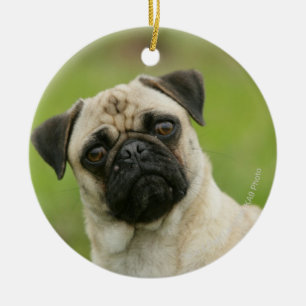 Ornamento De Cerâmica Cabeça do Pug armada olhando a câmera