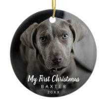 Cachorro Corajoso Foto do Cachorro Meu Primeiro Na