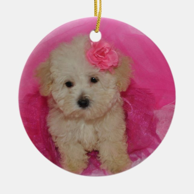 Ornamento De Cerâmica Cachorro Maltipoo (Frente)