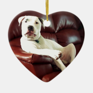 Ornamento De Cerâmica cachorro pit bull branco engraçado no sofá