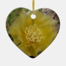 Cacto Amarelo em Flor