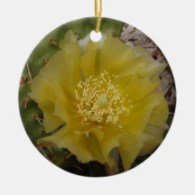 Cacto Amarelo em Flor
