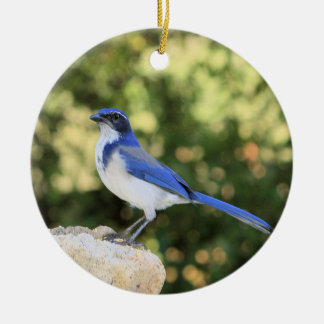 Ornamento De Cerâmica California Scrub Jay