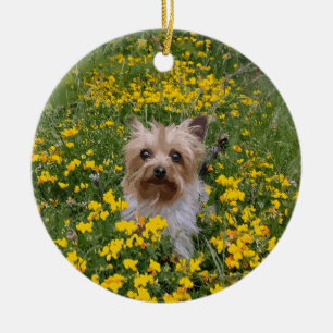 Ornamento De Cerâmica campo de Yorkshire Terrier