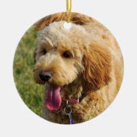 Cão bonito de Goldendoodle