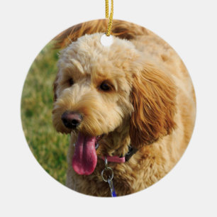 Ornamento De Cerâmica Cão bonito de Goldendoodle